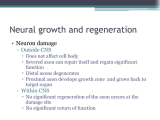 Neural growth and regenerationNeuron damageOutside CNSDoes not affect cell bodySevered axon can repair itself and regain significant functionDistal axons degeneratesProximal axon develops growth cone  and grows back to target organWithin CNSNo significant regeneration of the axon occurs at the damage siteNo significant return of function