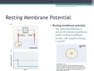Resting Membrane PotentialResting membrane potentialThe potential difference across the plasma membrane  under resting conditionsInside  cell: negative charge  (-70mV)