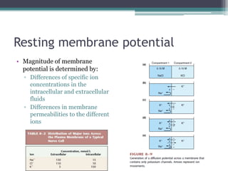 Resting membrane potentialMagnitude of membrane potential is determined by:Differences of specific ion concentrations in the intracellular and extracellular fluidsDifferences in membrane permeabilities to the different ions