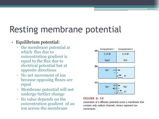 Resting membrane potentialEquilibrium potential: the membrane potential at which  flux due to concentration gradient is equal to the flux due to electrical potential but at opposite directionsNo net movement of ion because opposing fluxes are equalMembrane potential will not undergo further changeIts value depends on the concentration gradient  of an ion across the membrane