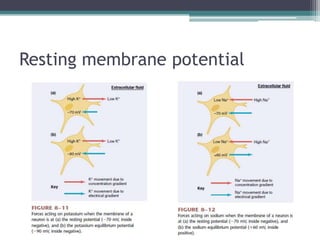 Resting membrane potential