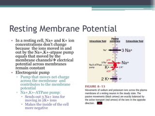 Resting Membrane PotentialIn a resting cell, Na+ and K+ ion concentrations don’t change because  the ions moved in and out by the Na+,K+-atpase pump equals that moved by the membrane channels electrical potential across membranes remain constantElectrogenic pumpPump that moves net charge across the membrane  and contributes to the membrane potentialNa+,K+-ATPase pump:Sends out 3 Na+ ions for  moving in 2K+ ionsMakes the inside of the cell more negative