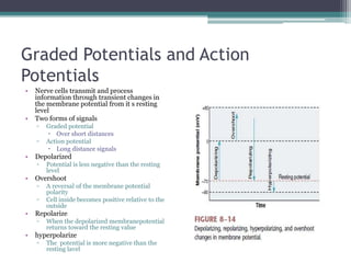 Graded Potentials and Action PotentialsNerve cells transmit and process information through transient changes in the membrane potential from it s resting levelTwo forms of signalsGraded potentialOver short distancesAction potentialLong distance signalsDepolarizedPotential is less negative than the resting levelOvershootA reversal of the membrane potential polarityCell inside becomes positive relative to the outsideRepolarizeWhen the depolarized membranepotential returns toward the resting valuehyperpolarizeThe  potential is more negative than the resting lavel