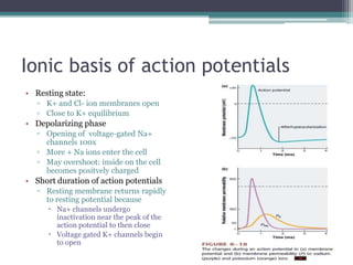 Ionic basis of action potentialsResting state:K+ and Cl- ion membranes openClose to K+ equilibriumDepolarizing phaseOpening of  voltage-gated Na+ channels 100xMore + Na ions enter the cellMay overshoot: inside on the cell becomes positvely chargedShort duration of action potentialsResting membrane returns rapidly to resting potential becauseNa+ channels undergo inactivation near the peak of the action potential to then closeVoltage gated K+ channels begin to open
