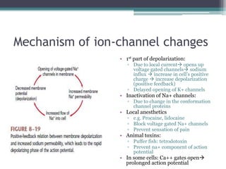 Mechanism of ion-channel changes1st part of depolarization: Due to local current opens up voltage gated channels sodium influx  increase in cell’s positive charge  increase depolarization (positive feedback)Delayed opening of K+ channelsInactivation of Na+ channels:Due to change in the conformation channel proteinsLocal anestheticse.g. Procaine, lidocaineBlock voltage gated Na+ channelsPrevent sensation of painAnimal toxins:Puffer fish: tetrodotoxinPrevent na+ component of action potentialIn some cells: Ca++ gates open prolonged action potential