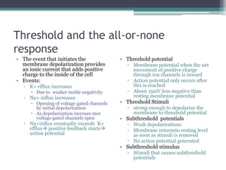 Threshold and the all-or-none responseThe event that initiates the membrane depolarization provides an ionic current that adds positive charge to the inside of the cellEvents:K+ efflux increasesDue to  weaker inside negativityNa+ influx increasesOpening of voltage gated channels by initial depolarizationAs depolarization increaes mor voltage gated channels openNa+influx eventually exceeds  K+ efflux positive feedback starts action potentialThreshold potentialMembrane potential when the net movement of positive charge through ion channels is inwardAction potential only occurs after this is reachedAbout 15mV less negative than  resting membrane potentialThreshold Stimuli strong enough to depolarize the membrane to threshold potentialSubthreshold  potentialsWeak depolarizationsMembrane returnsto resting level as soon as stimuli is removedNo action potential generatedSubthreshold stimulusStimuli that causes subthreshold potentials