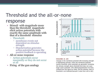 Threshold and the all-or-none responseStimuli  with magnitude more than the threshold  magnitude elicit action potentials with exactly the same amplitude with that of a threshold  stimulusThreshold: membrane events not dependent on stimulus strengthDepolarization generates action potential because the positive feedback is operatingAll-or-none responseAction potentials occur maximally or they do not occur at allFiring  of the gun analogy