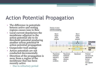 Action Potential PropagationThe difference in potentials betwen active and resting regions causes ions to flowLocal current depolarizes the membrane adjacent to the action potential site to its threshold potential producing another action potential action potential propagationGunpowder trail analogyAction potentials are not conducted decrementallyDirection of the propagation is away from a region of the membrane that has been recently activeDue to refractory period