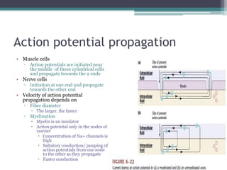 Action potential propagationMuscle cellsAction potentials are initiated near the middle  of these cylindrical cells and propagate towards the 2 endsNerve cellsInitiation at one end and propagate towards the other endVelocity of action potential propagation depends onFiber diameterThe larger, the fasterMyelinationMyelin is an insulatorAction potential only in the nodes of ranvierConcentration of Na+ channels is highSaltatory conduction/ jumping of action potentials from one node to the other as they propagate Faster conduction