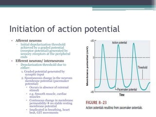 Initiation of action potentialAfferent neuronsInitial depolarization threshold achieved by a graded potential             (receptor potential) generated by sensory receptors at the peripheral endsEfferent neurons/ interneuronsDepolarization threshold due to either:1. Graded potential generated by synaptic input 2. Spontaneous change in the neurons membrane potential (pacemaker potential)Occurs in absence of external stimulie.g. Smooth muscle, cardiac musclesContnuous change in membrane permeability no stable resting membrane potentialImplicated in breathing, heart beat, GIT movements