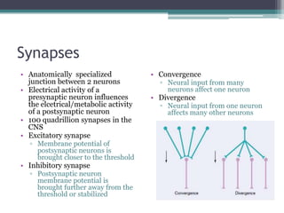SynapsesAnatomically  specialized junction between 2 neuronsElectrical activity of a presynaptic neuron influences  the elcetrical/metabolic activity of a postsynaptic neuron100 quadrillion synapses in the CNSExcitatory synapseMembrane potential of postsynaptic neurons is brought closer to the thresholdInhibitory synapsePostsynaptic neuron  membrane potential is  brought further away from the threshold or stabilizedConvergenceNeural input from many neurons affect one neuronDivergenceNeural input from one neuron affects many other neurons 