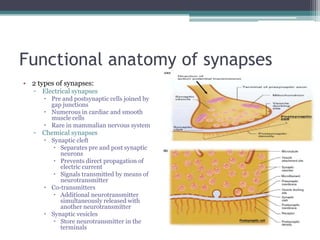 Functional anatomy of synapses2 types of synapses:Electrical synapsesPre and postsynaptic cells joined by gap junctionsNumerous in cardiac and smooth muscle cellsRare in mammalian nervous systemChemical synapses Synaptic cleftSeparates pre and post synaptic neuronsPrevents direct propagation of electric currentSignals transmitted by means of neurotransmitterCo-transmittersAdditional neurotransmitter simultaneously released with another neurotransmitterSynaptic vesiclesStore neurotransmitter in the terminals