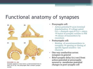 Functional anatomy of synapsesPresynaptic cell:Action potential axon terminal depolarization  voltage-gated Ca++ channels open Ca++ enters  fusion of synaptic vesicles to PM  release of transmitters by exocytosisPostsynaptic cell:Binding  of neurotransmitters to receptors  opening or closing of  specific ligand sensitive -ion channelsOne way conduction across synapses in generalBrief synaptic delay (0.2 sec) from action potential at presynaptic neuron to  membrane potential changes in post synaptic cell