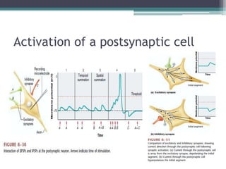 Activation of a postsynaptic cell