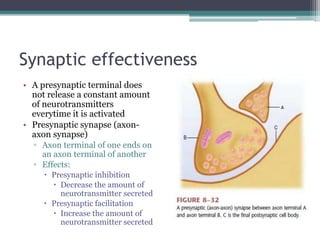 Synaptic effectivenessA presynaptic terminal does not release a constant amount of neurotransmitters everytime it is activatedPresynaptic synapse (axon-axon synapse)Axon terminal of one ends on an axon terminal of another Effects:Presynaptic inhibitionDecrease the amount of neurotransmitter secreted Presynaptic facilitationIncrease the amount of neurotransmitter secreted