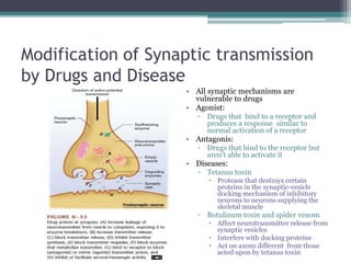 Modification of Synaptic transmission by Drugs and DiseaseAll synaptic mechanisms are vulnerable to drugsAgonist:Drugs that  bind to a receptor and produces a response  similar to normal activation of a receptorAntagonis:Drugs that bind to the receptor but aren’t able to activate itDiseases:Tetanus toxinProtease that destroys certain proteins in the synaptic-vesicle  docking mechanism of inhibitory neurons to neurons supplying the skeletal muscleBotulinum toxin and spider venomAffect neurotransmitter release from synaptic vesiclesInterfere with docking proteinsAct on axons different  from those acted upon by tetanus toxin