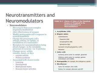 Neurotransmitters and NeuromodulatorsNeuromodulatorsMessengers that cause complex responses/modulationAlter effectiveness of synapseModify postsynaptic cell’s response to  neurotransmittersChange the presynaptic cell’s release, release, re-uptake, or metabolism of a transmitterReceptors for neuromodulators bring about changes  in the metabolic processes in neurons  via  G-proteinsChanges occur  within minutes, hours, or daysenzyme activityProtein synthesisAssociated with slower eventsLearning DevelopmentMotivational statesSensory/motor activities