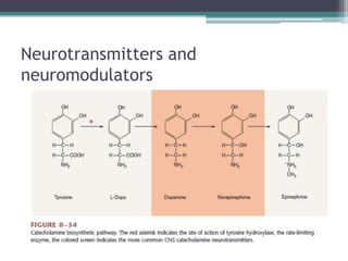 Neurotransmitters and neuromodulators