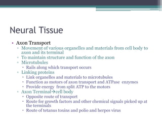 Neural TissueAxon TransportMovement of various organelles and materials from cell body to axon and its terminalTo maintain structure and function of the axonMicrotubulesRails along which transport occursLinking proteinsLink organelles and materials to microtubulesFunction as motors of axon transport and ATPase  enzymesProvide energy  from split ATP to the motorsAxon Terminalcell bodyOpposite route of transportRoute for growth factors and other chemical signals picked up at the terminalsRoute of tetanus toxins and polio and herpes virus