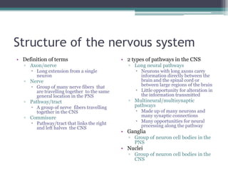 Structure of the nervous systemDefinition of termsAxon/nerveLong extension from a single neuronNerveGroup of many nerve fibers  that are travelling together  to the same general location in the PNSPathway/tractA group of nerve  fibers travelling together in the CNSCommisurePathway/tract that links the right and left halves  the CNS2 types of pathways in the CNSLong neural pathwaysNeurons with long axons carry information directly between the brain and the spinal cord or between large regions of the brain Little opportunity for alteration in the information transmittedMultineural/multisynaptic pathwaysMade up of many neurons and many synaptic connectionsMany opportunities for neural processing along the pathwayGangliaGroup of neuron cell bodies in the PNSNucleiGroup of neuron cell bodies in the CNS