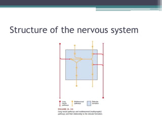 Structure of the nervous system