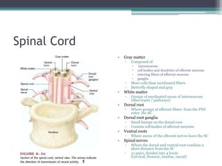 Spinal CordGray matterComposed of: interneuronscell bodies and dendrites of efferent neuronsentering fibers of afferent neuronsgangliaMore cells than myelinated fibersButterfly shaped and grayWhite matterGroups of myelinated axons of interneurons (fiber tracts / pathways)Dorsal rootWhere groups of afferent fibers  from the PNS enter  the SCDorsal root gangliaSmall bumps on the dorsal rootContain cell bodies of afferent neuronsVentral rootsWhere axons of the efferent nerves leave the SCSpinal nervesWhere the dorsal and ventral root combine a short distance from the SC31 pairs, divided into 4 levels (cervical, thoracic, lumbar, sacral)