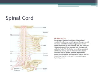 Spinal Cord