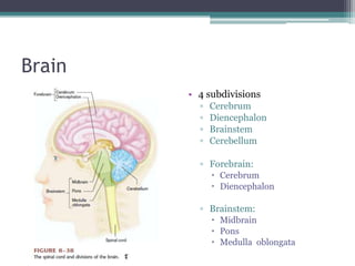 Brain4 subdivisionsCerebrumDiencephalonBrainstemCerebellumForebrain: CerebrumDiencephalonBrainstem:MidbrainPonsMedulla  oblongata