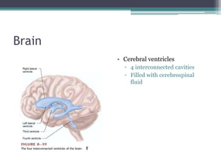BrainCerebral ventricles4 interconnected cavitiesFilled with cerebrospinal fluid