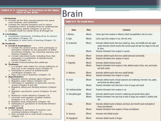 Brain