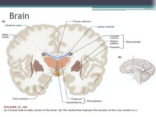 Brain