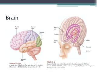 Brain