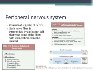Peripheral nervous systemConsists of  43 pairs of nervesEach nerve fiber  is surrounded  by a schwann cell that wrap some of the fibers with its membrane (myelin sheath)