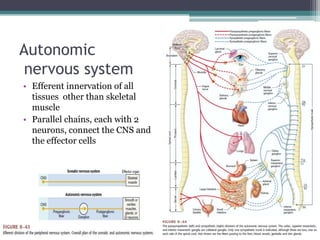Autonomic nervous systemEfferent innervation of all tissues  other than skeletal muscleParallel chains, each with 2 neurons, connect the CNS and the effector cells