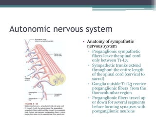 Autonomic nervous systemAnatomy of sympathetic nervous systemPreganglionic sympathetic fibers leave the spinal cord only between T1-L3Sympathetic trunks extend  throughout the entire length of the spinal cord (cervical to sacral)Ganglia outside T1-L3 receive  preganglionic fibers  from the thoracolumbar regionPreganglionic fibers travel up or down for several segments before forming synapses with postganglionic neurons