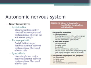 Autonomic nervous systemNeurotransmittersAcetylcholineMajor neurotransmitter released between pre- and postganglionic fibers in the autonomic gangliaParasympatheticAcetylcholine: major neurotransmitter between postganglionic fibers and effector cellsSympatheticNorepinephrine: major neurotransmitter between postganglionic fibers and effector cells