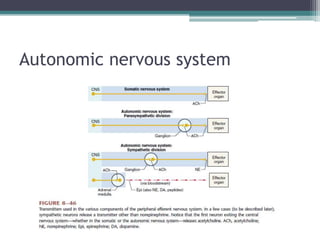 Autonomic nervous system