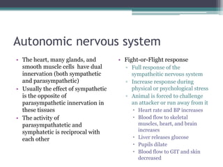Autonomic nervous systemThe heart, many glands, and smooth muscle cells  have dual innervation (both sympathetic and parasympathetic)Usually the effect of sympathetic is the opposite of parasympathetic innervation in these tissuesThe activity of parasympathatetic and symphatetic is reciprocal with each otherFight-or-Flight responseFull response of the sympatheitic nervous systemIncrease response during physical or psychological stressAnimal is forced to challenge an attacker or run away from itHeart rate and BP increasesBlood flow to skeletal muscles, heart, and brain increasesLiver releases glucosePupils dilateBlood flow to GIT and skin decreased