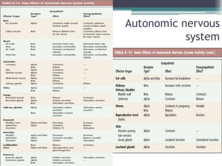 			Autonomic nervous system