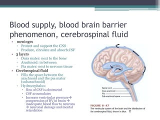 Blood supply, blood brain barrier phenomenon, cerebrospinal fluid meningesProtect and support the CNSProduce, circulate and absorb CSF3 layersDura mater: next to the boneArachnoid: in betweenPia mater: next to nervous tissueCerebrospinal fluidFills the space between the arachnoid and the pia mater (subarachnoid)Hydrocephalus:  flow of CSF is obstructed CSF accumulatesIncrease ventricular pressure compression of BV in brain  inadequate blood flow to neurons  neuronal damage and mental retardation