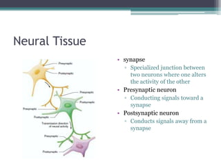 Neural TissuesynapseSpecialized junction between two neurons where one alters the activity of the otherPresynaptic neuronConducting signals toward a synapsePostsynaptic neuronConducts signals away from a synapse