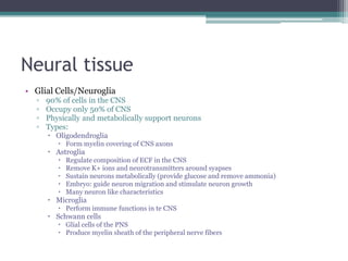 Neural tissueGlial Cells/Neuroglia90% of cells in the CNSOccupy only 50% of CNSPhysically and metabolically support neuronsTypes:OligodendrogliaForm myelin covering of CNS axonsAstrogliaRegulate composition of ECF in the CNSRemove K+ ions and neurotransmitters around syapsesSustain neurons metabolically (provide glucose and remove ammonia)Embryo: guide neuron migration and stimulate neuron growthMany neuron like characteristicsMicrogliaPerform immune functions in te CNSSchwann cellsGlial cells of the PNSProduce myelin sheath of the peripheral nerve fibers
