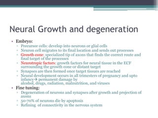 Neural Growth and degenerationEmbryo:Precursor cells: develop into neurons or glial cellsNeuron cell migrates to its final location and sends out processesGrowth cone: specialized tip of axons that finds the correct route and final target of the processesNeurotropic factors: growth factors for neural tissue in the ECF surrounding the growth cone or distant targetSynapses are then formed once target tissues are reachedNeural development occurs in all trimesters of pregnancy and upto infancy permanent damage by alcohol, drugs, radiation, malnutrition, and virusesFine tuning:Degeneration of neurons and synapses after growth and projection of axons50-70% of neurons die by apoptosisRefining  of connectivity in the nervous system