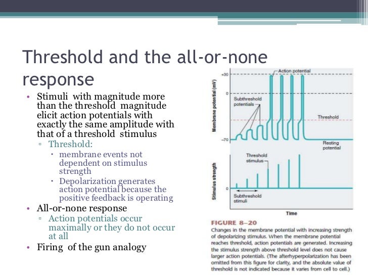 Human physiology part 4