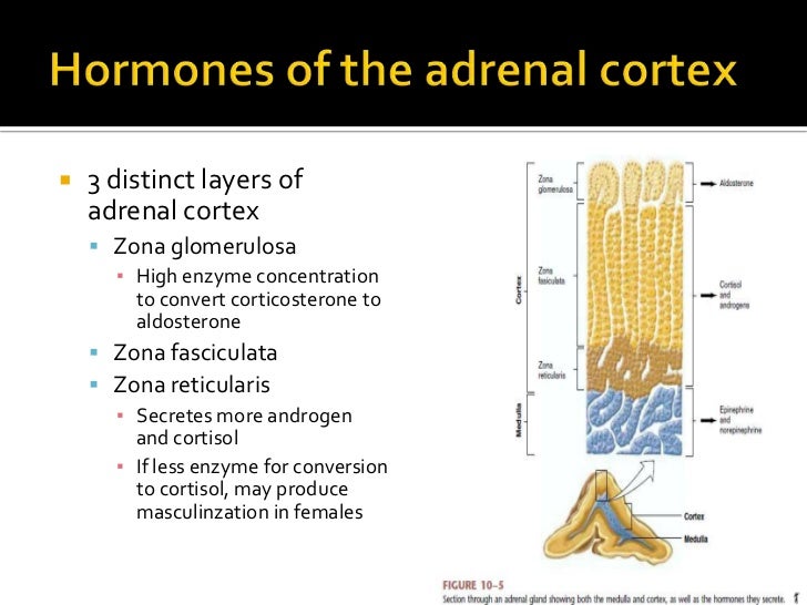 Human physiology part 6