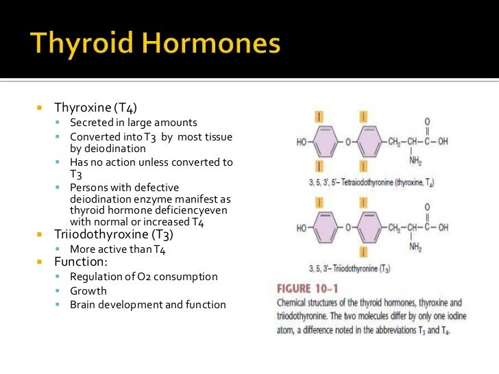 Human physiology part 6