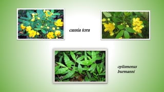 cassia tora
oplismenus
burmanni
 