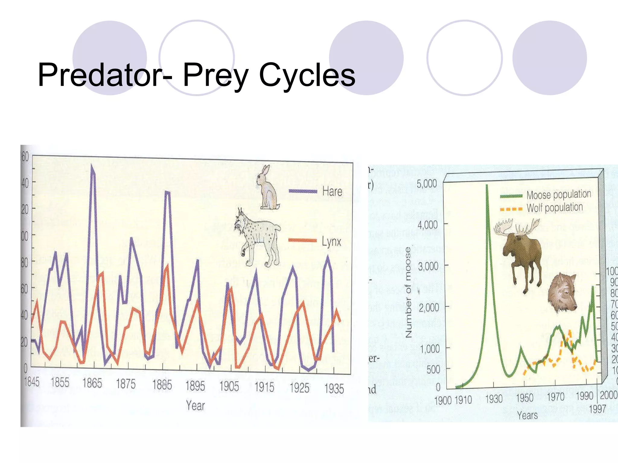 Predator- Prey Cycles 