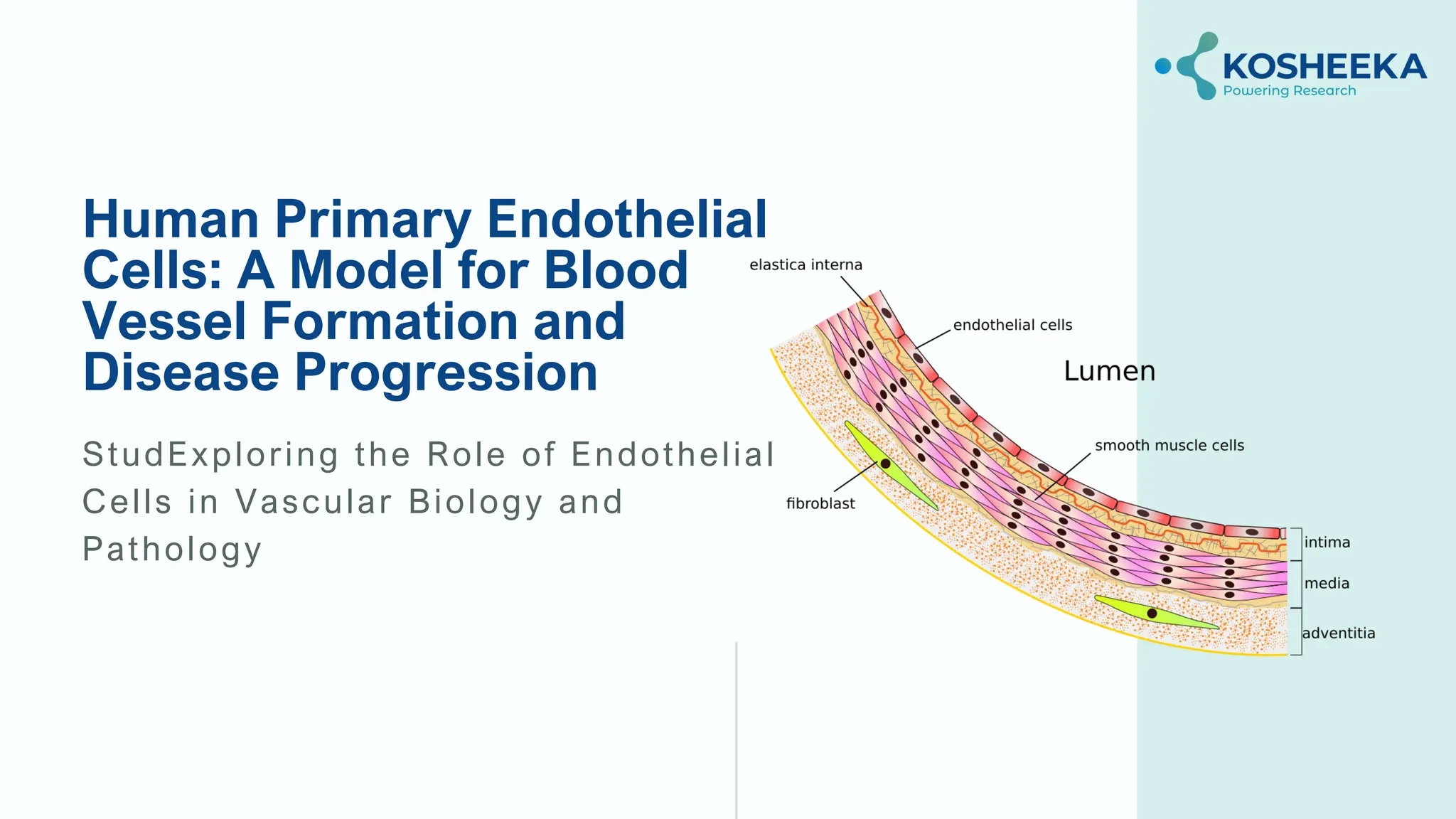Human Primary Endothelial Cells: A Model for Blood Vessel Formation and ...