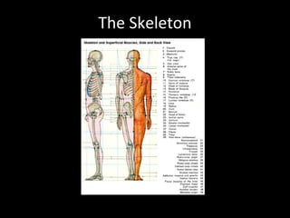 The Skeleton
 